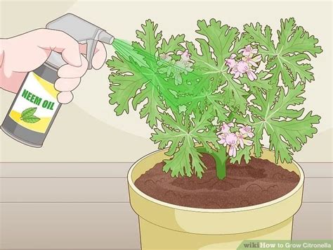Easy Ways to Grow and Care For Citronella .